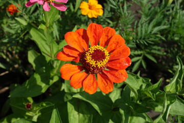 Bright orange flower head of Zinnia elegans in July
