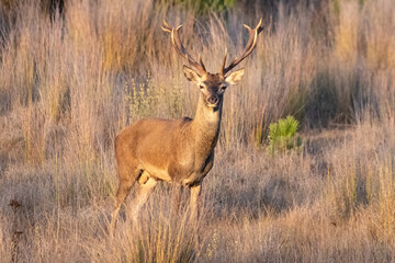 Male Wild red deer (Cervus elaphus) with a large antler looking at the camera at sunset in autumn