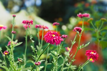 Fresh beautiful blooming flower green leaf background.