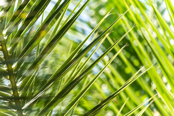 Beautiful background, abstraction of crossed palm leaves with blur