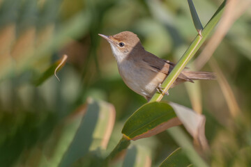 Eurasian Reed Warbler (Acrocephalus scirpaceus) perched on a reed branch.
