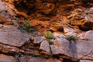 Arid plants growing from cracks in solid rock