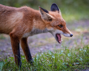 Red fox yawning with mouth open 