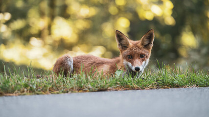 calm Red fox laying down in the woods 