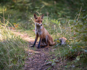 Naklejka na ściany i meble Red fox sitting in the woods 