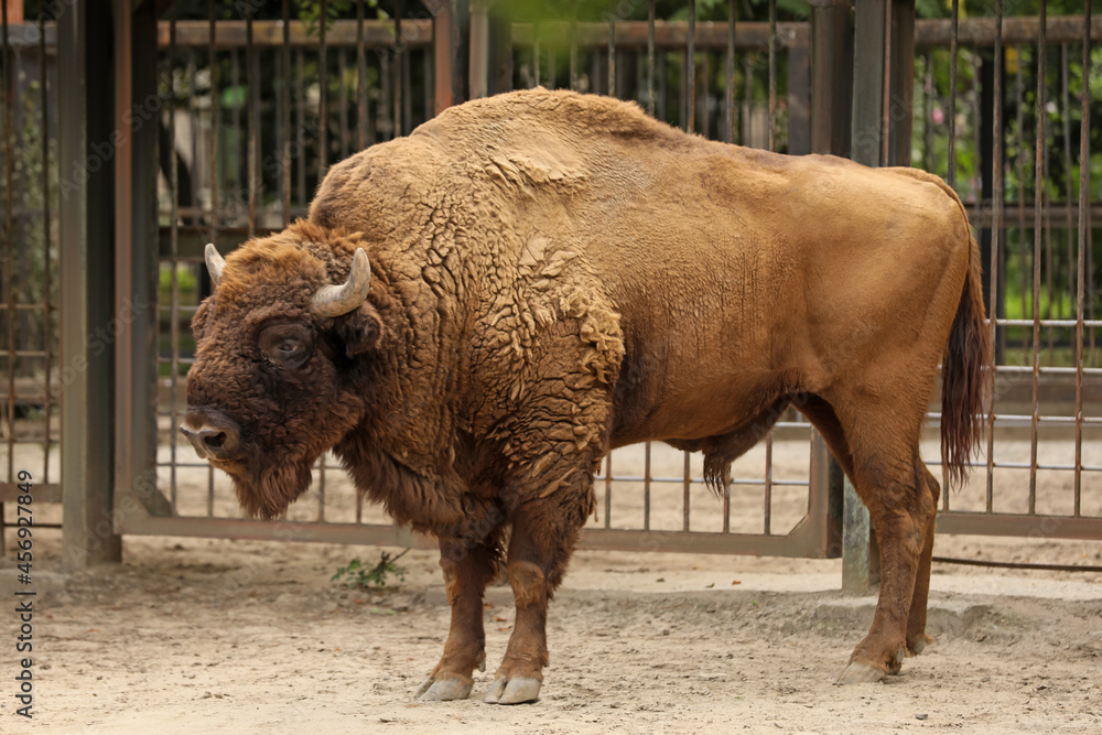 Wall mural American bison in zoo enclosure. Wild animal