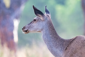 Detail of head of Female wild red deer (Cervus elaphus) in the forest at sunset in autumn