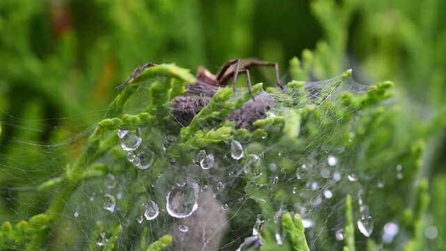 The spider takes care of its children