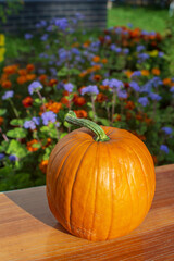 Ripe fresh healthy diet vegetarian food with vitamins. Orange pumpkin on a wooden table. Harvesting season.