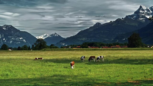 Cows grazing on alpine meadow