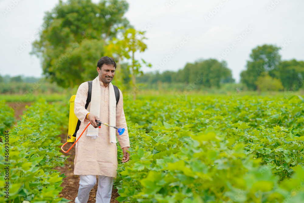 Wall mural indian farmer spraying pesticide at cotton field.