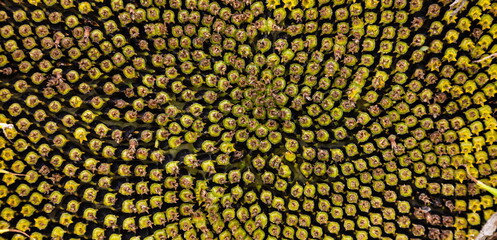 sun flowers seeds close up background sunny day on the agrocultural field