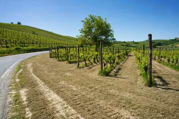 Fototapeta na wymiar Vineyards of Monferrato near Mombaruzzo at springtime