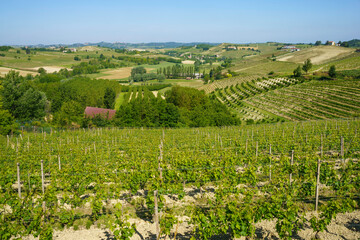 Vineyards of Monferrato near Nizza at springtime