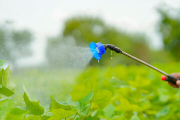 indian farmer spraying pesticide at cotton field.