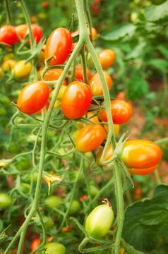 Close up picture of organic date tomatoes, selective focus.