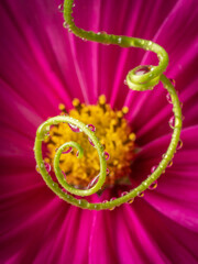 flower and dew drops - macro photo