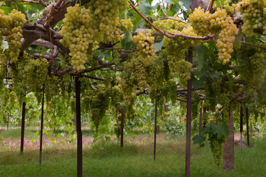Grape farms on the outskirts of the capital, Sana'a.