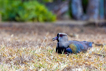 The Southern Lapwing also know the Quero-Quero lying in its nest. Species Vanellus chilensis. National bird of Uruguay. Birdwatching. Animal lover. Black chest. Red eyes.