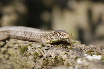 lizard on a rock