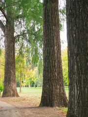 aranjuez garden, madrid, spain, europa