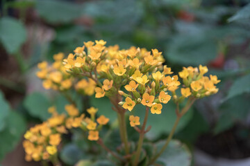 Flowers of Lobularia maritima in flowering period.