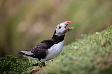 puffin standing on a rock cliff . fratercula arctica