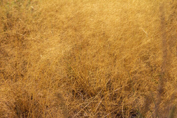 golden wheat field