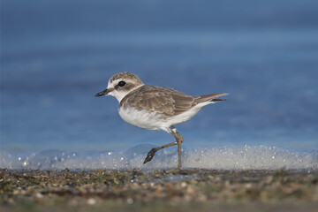A very close-up photo of a Kentish plover (Charadrius alexandrinus) in winter plumage was shot on the foam against the background of the blue water of the estuary