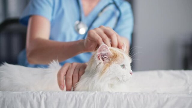 veterinary medicine, young female doctor stroking and calming a cat while examining an animal in a medical office, close-up