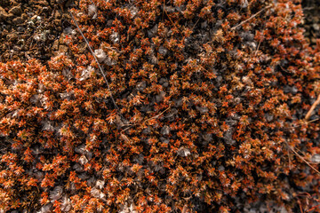 Red moss on a rock in the mountains, sphagnum, natural background