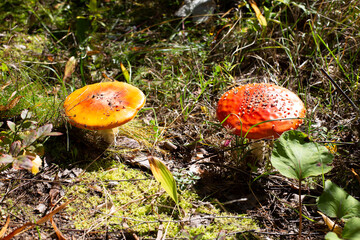 Amanita muscaria, illuminated by the sun, in a mossy forest glade