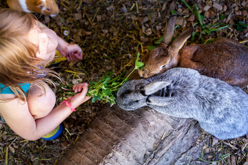 Mädchen füttert Hasen im Stall. Kind mit Hasen am Bauernhof. Girl feeds rabbits in the stable. Child with rabbits on the farm.