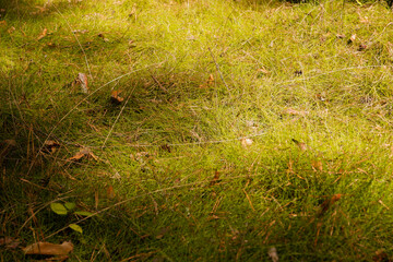 Background Grass Forest Glade Wild Forest Grasses