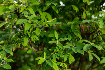 Fototapeta na wymiar honeysuckle berries on a branch in the garden