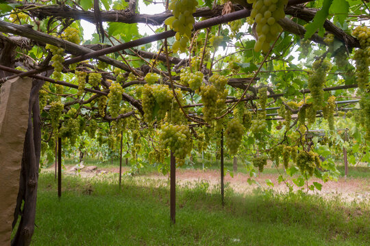 Grape farms on the outskirts of the capital, Sana'a.