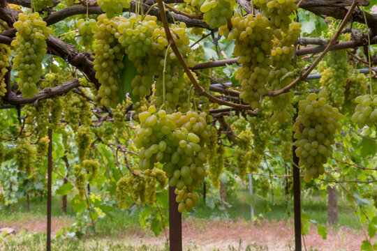 Grape farms on the outskirts of the capital, Sana'a.