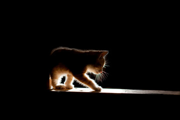 Silhouette einer kleinen Katze balanciert auf Holzbalken im Sonnenlicht vor schwarzem Hintergrund. Silhouette of a little cat balancing on wooden beams in the sunlight against a black background.