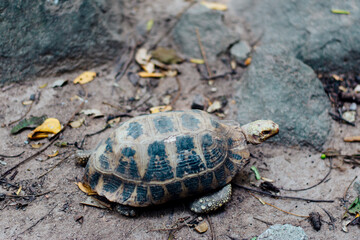 A small turtle is walking on the sand in the pen.
