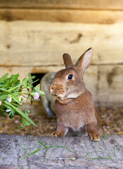 Hase frisst frisches Gras. Leben auf dem am Bauernhof. Bunny eats fresh grass. Life on the farm.