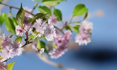 Pink fresh blooming flowers in the garden.
