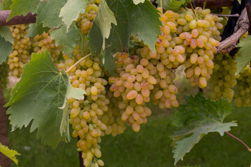 Grape farms on the outskirts of the capital, Sana'a.