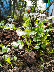 Coriander plant in morning sunlight