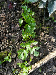 Coriander plant in morning sunlight