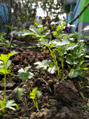 Coriander plant in morning sunlight