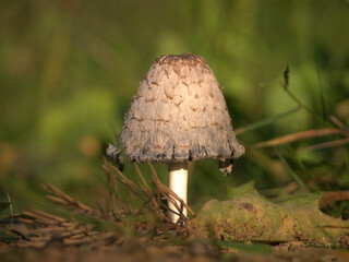 mushroom © Felicjan
