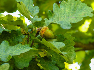oak leaf and acorn