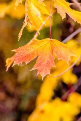 Autumn background-yellow maple leaves in the city Park
