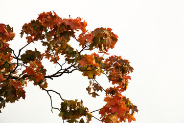 maple, autumn tree view from below, beautiful autumn background