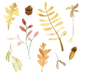 Watercolour hand drawn fall leaves and seeds on the white background